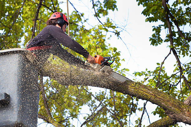 Best Tree Removal Near Me  in Lakeland North, WA